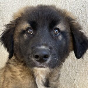 Mickey – geb. ca. 03/2026