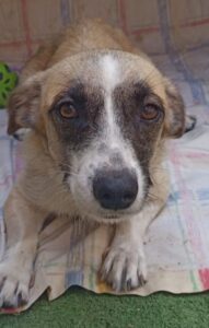 Mirabelle – geb. ca. 06/2025
