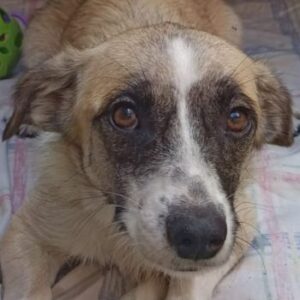 Mirabelle – geb. ca. 06/2025
