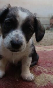 Otto – geb. ca. 03/2026