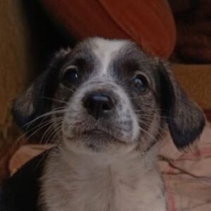 Otto – geb. ca. 03/2026