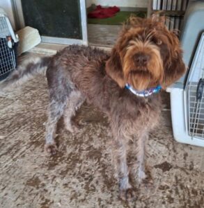 Pebbles – geb. ca. 07/2025