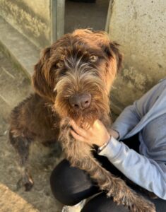 Pebbles – geb. ca. 07/2025