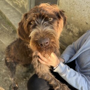Pebbles – geb. ca. 07/2025