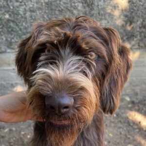 Pebbles – geb. ca. 07/2025