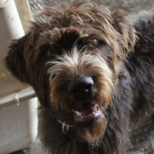 Pebbles – geb. ca. 07/2025