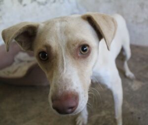 Raul – geb. ca. 05/2025
