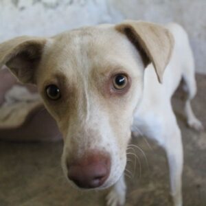Raul – geb. ca. 05/2025