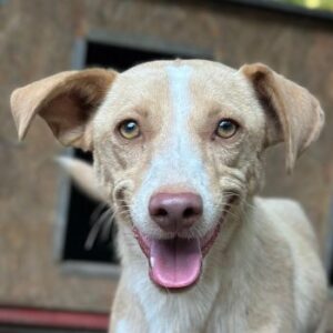 Raul – geb. ca. 05/2025