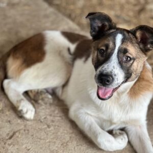 Sancho – geb. ca. 12/2025
