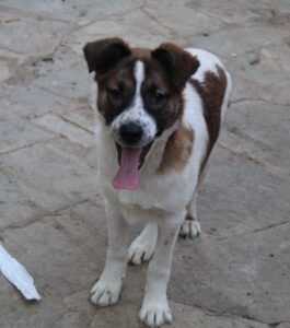 Sancho – geb. ca. 12/2025