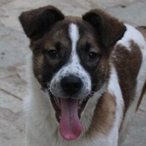Sancho – geb. ca. 12/2025