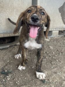 Shelby – geb. ca. 03/2026