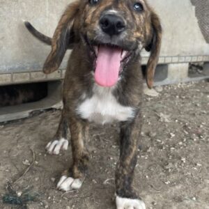 Shelby – geb. ca. 03/2026
