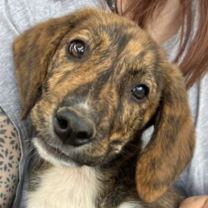 Shelby – geb. ca. 03/2026