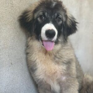 Smilla – geb. ca. 02/2026