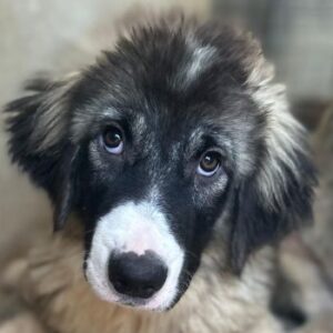 Smilla – geb. ca. 02/2026