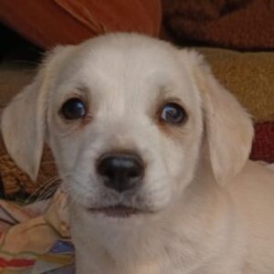 Sugar – geb. ca. 03/2026