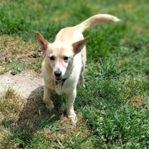 Voula – geb. ca. 05/2021