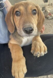 Yuma – geb. ca. 03/2026 – reserviert