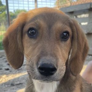 Yuma – geb. ca. 03/2026 – reserviert