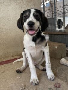 Zeus – geb. ca. 02/2026