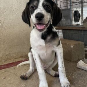 Zeus – geb. ca. 02/2026