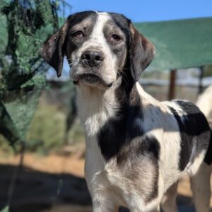 Zeus – geb. ca. 02/2026