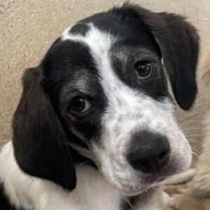 Zeus – geb. ca. 02/2026