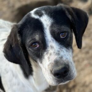 Zeus – geb. ca. 02/2026