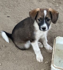 Bambi – geb. ca. 04/2026