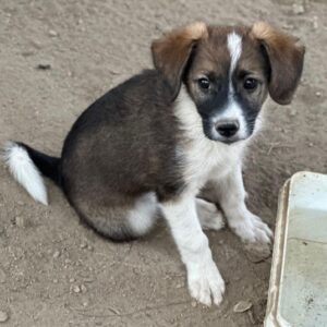 Bambi – geb. ca. 04/2026 – reserviert