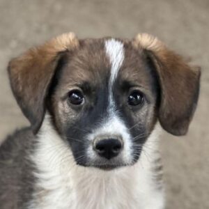 Bambi – geb. ca. 04/2026