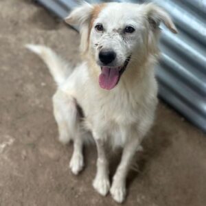 Belinda – geb. ca. 07/2025