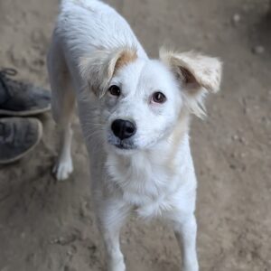 Belinda – geb. ca. 07/2025