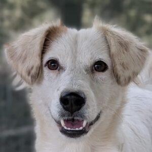 Belinda – geb. ca. 07/2025