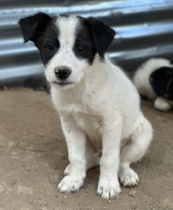 Benjo – geb. ca. 04/2026