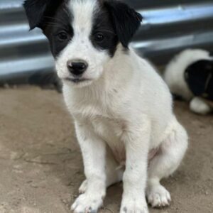 Benjo – geb. ca. 04/2026