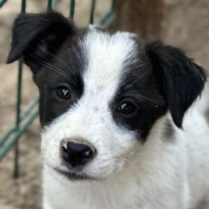 Benjo – geb. ca. 04/2026