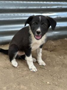 Betty – geb. ca. 04/2026