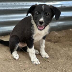 Betty – geb. ca. 04/2026