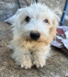 Bob – geb. ca. 03/2026