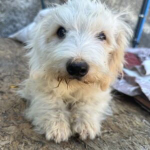 Bob – geb. ca. 03/2026