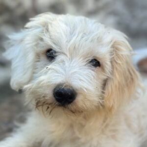 Bob – geb. ca. 03/2026