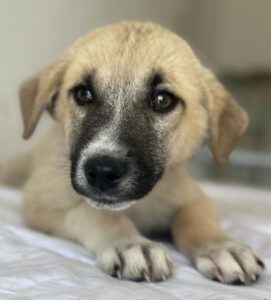 Bohdi – geb. ca. 03/2026