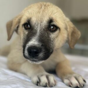 Bohdi – geb. ca. 03/2026