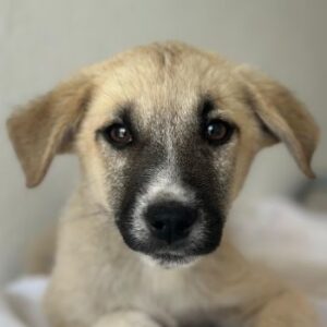 Bohdi – geb. ca. 03/2026