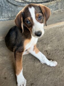Carlotta – geb. ca. 04/2026