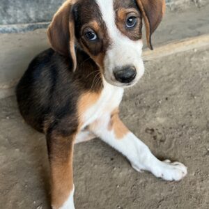 Carlotta – geb. ca. 04/2026