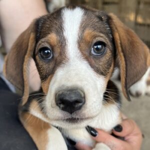 Carlotta – geb. ca. 04/2026